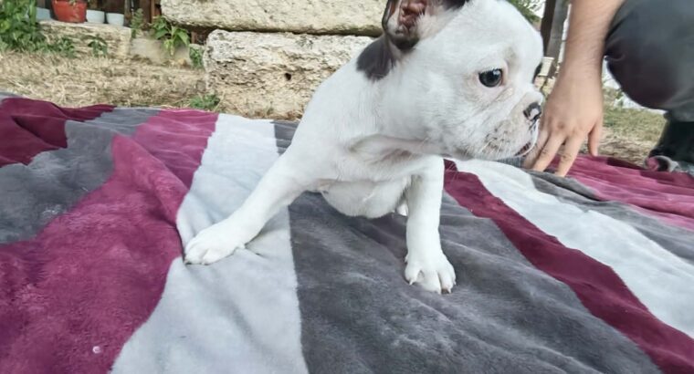Merle francuski buldog štenci