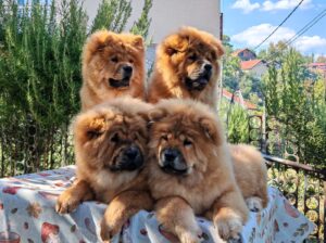 Štenci chow chow