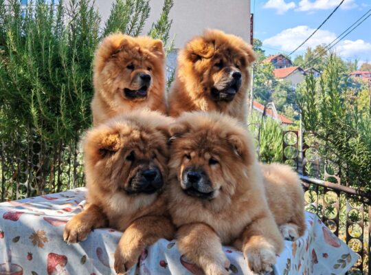 Štenci chow chow