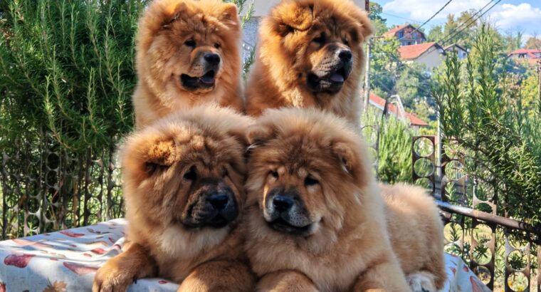 Štenci chow chow