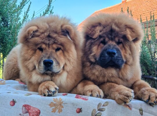 Štenci chow chow