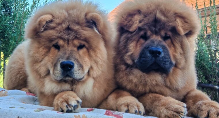 Štenci chow chow