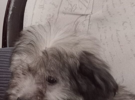 Ja sam decak MEDO, mama mi je toy Pudla, tata Pomeranac, po malo ličim na obadvoje , imam 3 meseca