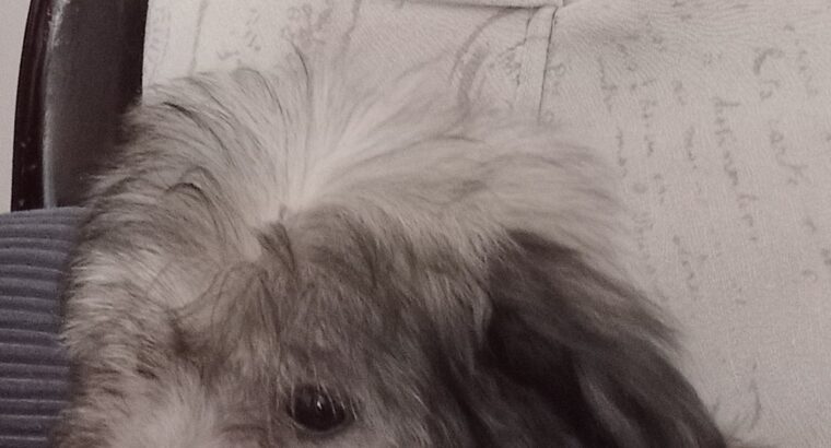 Ja sam decak MEDO, mama mi je toy Pudla, tata Pomeranac, po malo ličim na obadvoje , imam 3 meseca