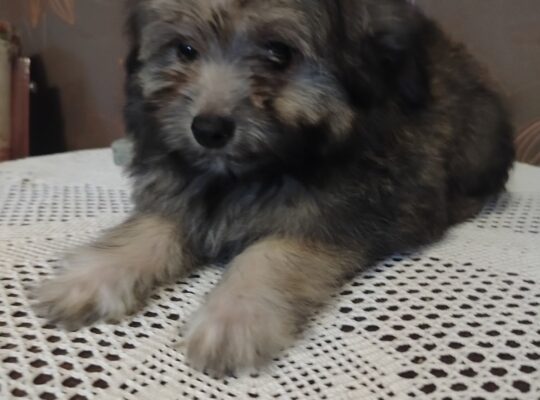 Ja sam decak MEDO, mama mi je toy Pudla, tata Pomeranac, po malo ličim na obadvoje , imam 3 meseca