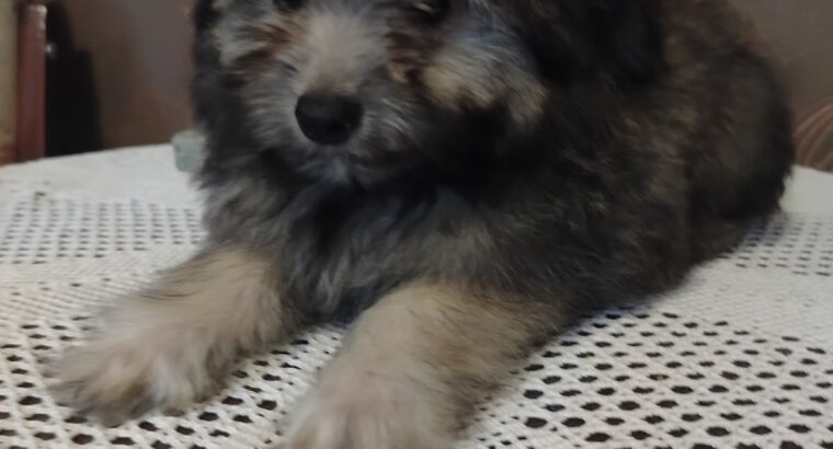 Ja sam decak MEDO, mama mi je toy Pudla, tata Pomeranac, po malo ličim na obadvoje , imam 3 meseca