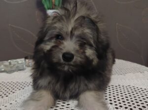 Ja sam decak MEDO, mama mi je toy Pudla, tata Pomeranac, po malo ličim na obadvoje , imam 3 meseca