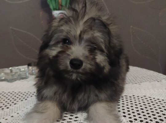 Ja sam decak MEDO, mama mi je toy Pudla, tata Pomeranac, po malo ličim na obadvoje , imam 3 meseca