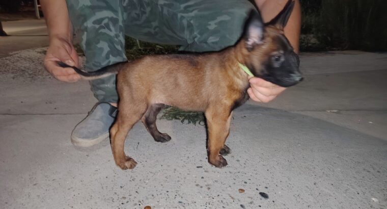 Malinoa štenci radno izložbena linija