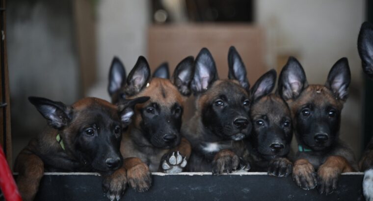 MALINOA štenci spremni za preuzimanje