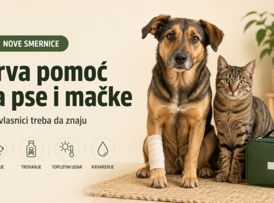 Objavljene prve naučno zasnovane smernice za prvu pomoć psima i mačkama: Evo šta vlasnici treba da urade