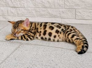 MMaestro_bengal macici
