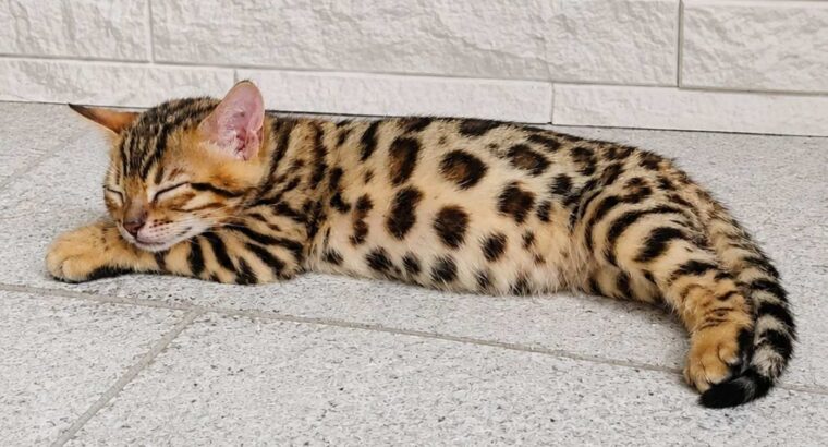 MMaestro_bengal macici