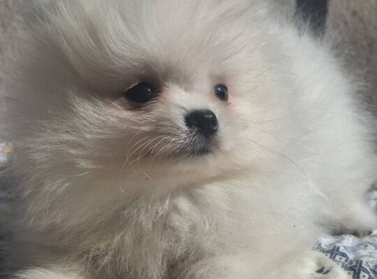 Pomeranci štenci