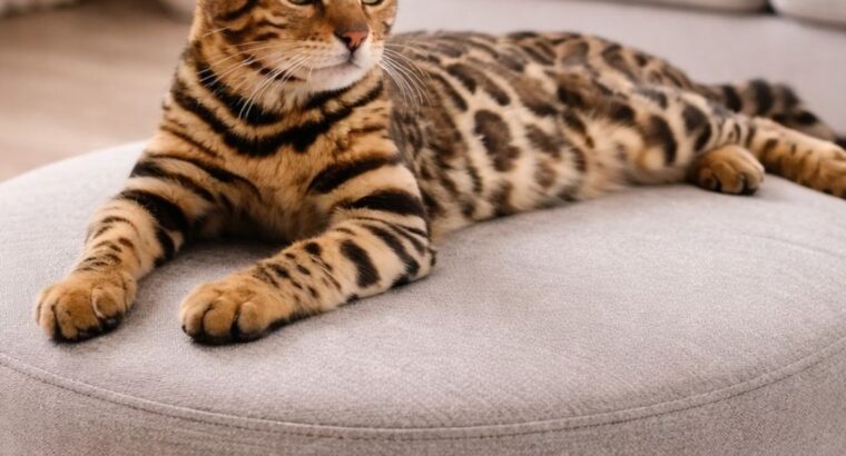 MMaestro_bengal macici