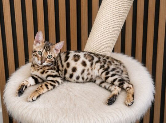 MMaestro_bengal macici