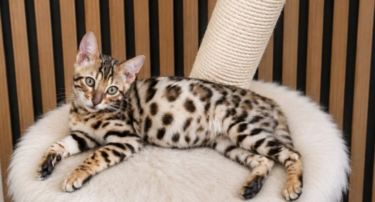 MMaestro_bengal macici