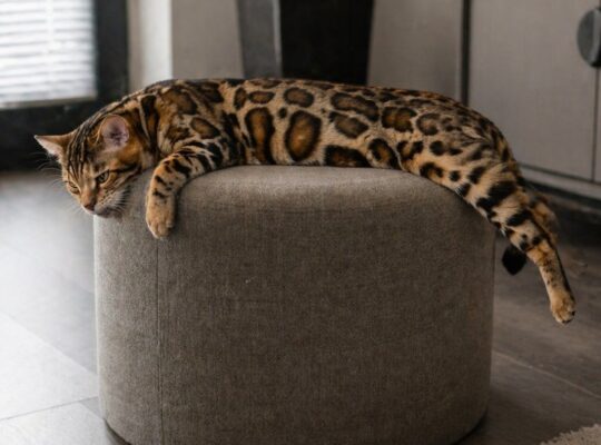 MMaestro_bengal macici