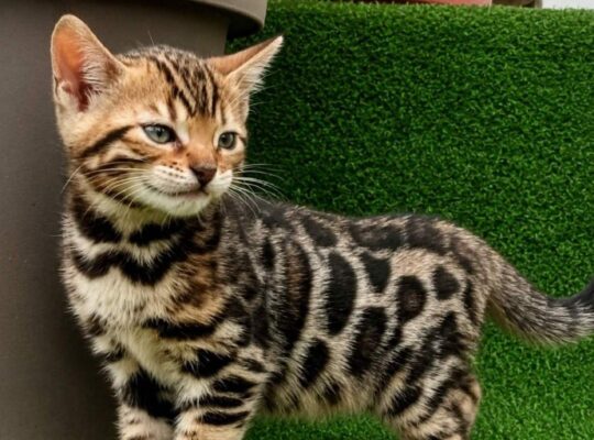MMaestro_bengal macici