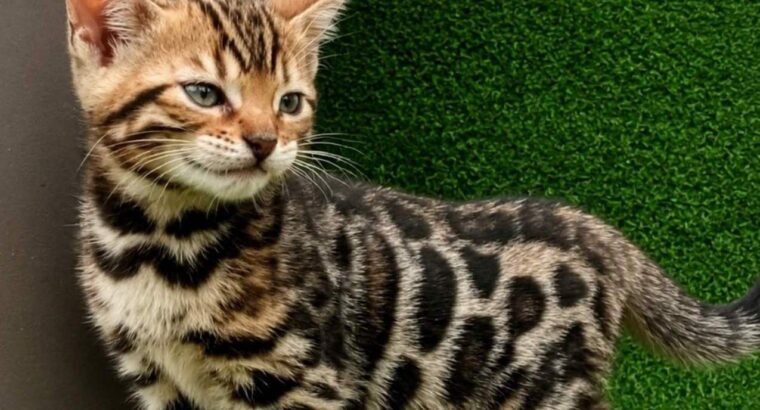 MMaestro_bengal macici
