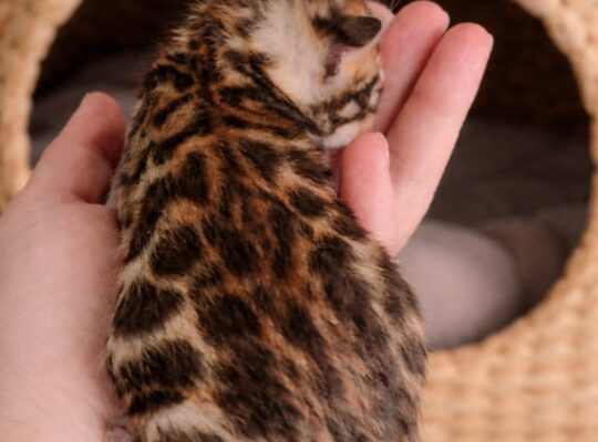 MMaestro_bengal macici