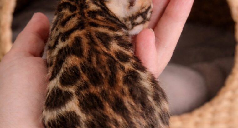 MMaestro_bengal macici