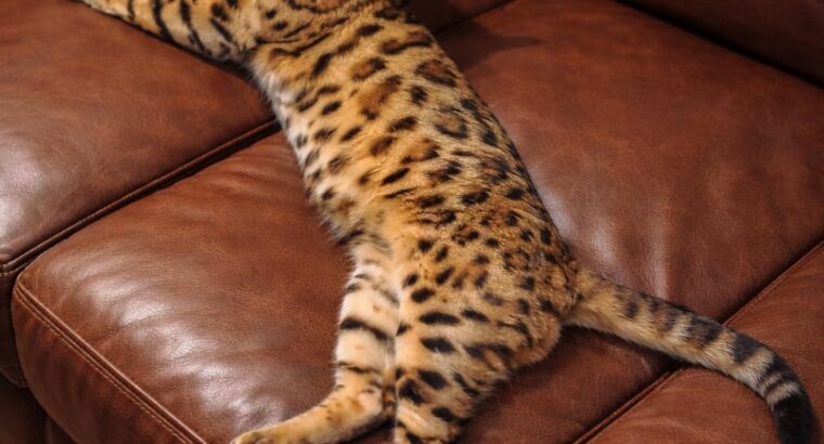 MMaestro_bengal macici