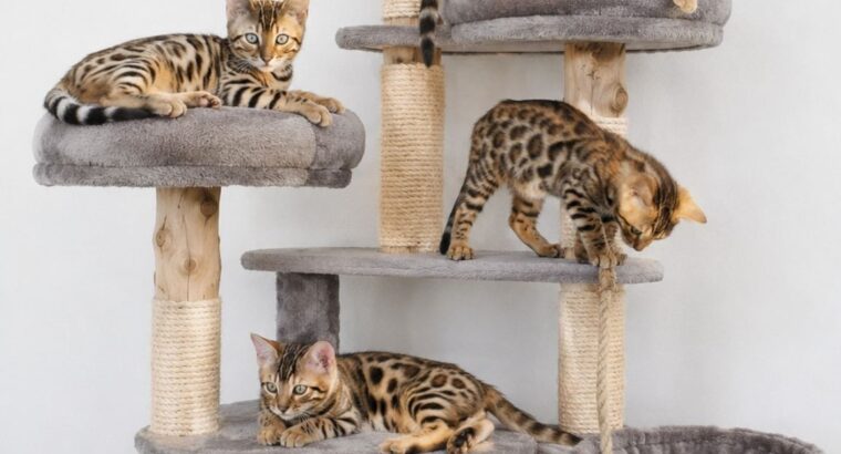 MMaestro_bengal macici
