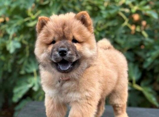 Chow Chow / Čau Čau štenci