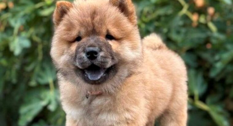 Chow Chow / Čau Čau štenci