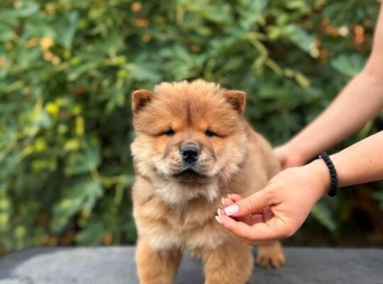 Chow Chow / Čau Čau štenci