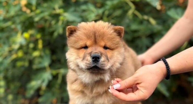 Chow Chow / Čau Čau štenci