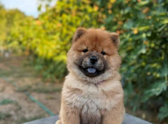 Chow Chow / Čau Čau štenci