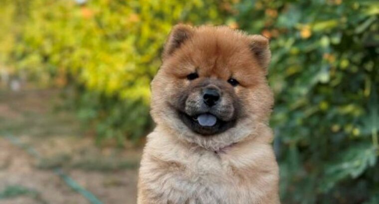 Chow Chow / Čau Čau štenci
