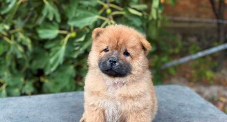 Chow Chow / Čau Čau štenci