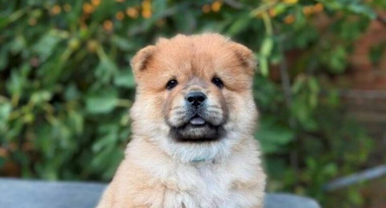 Chow Chow / Čau Čau štenci