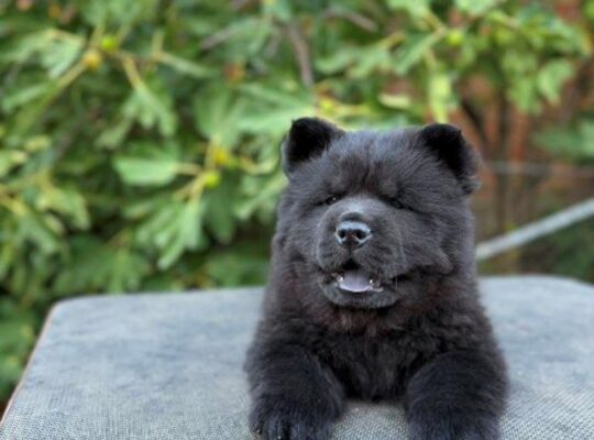 Chow Chow / Čau Čau štenci