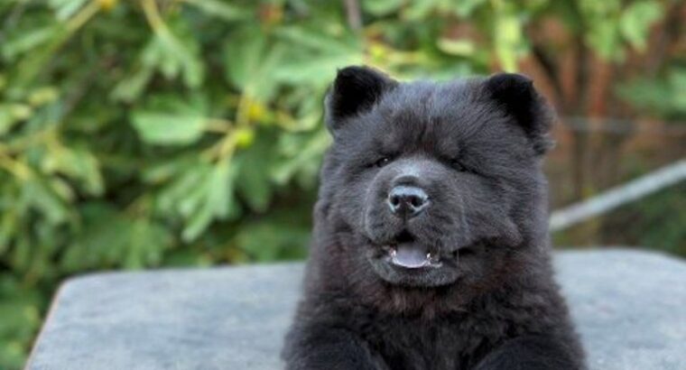 Chow Chow / Čau Čau štenci