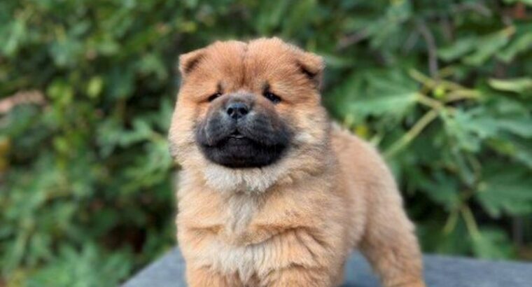 Chow Chow / Čau Čau štenci
