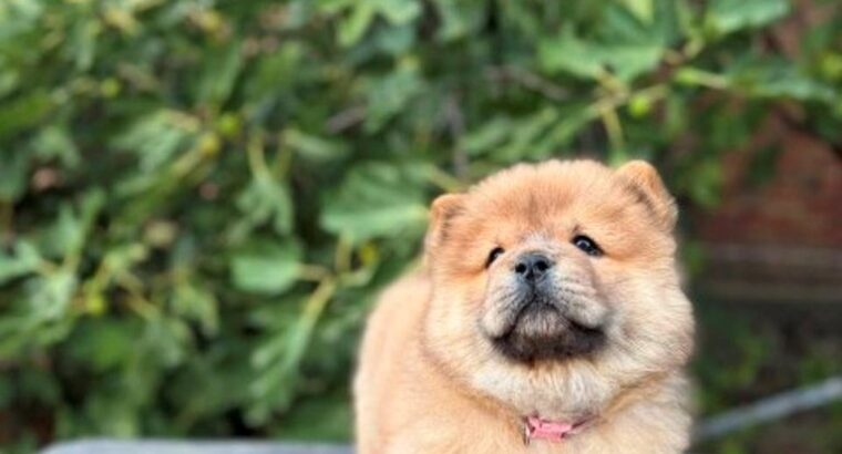 Chow Chow / Čau Čau štenci