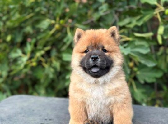 Chow Chow / Čau Čau štenci