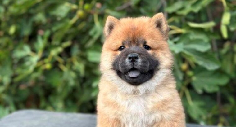 Chow Chow / Čau Čau štenci