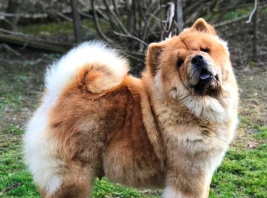 Chow Chow / Čau Čau štenci