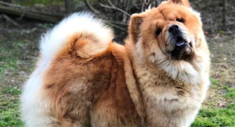 Chow Chow / Čau Čau štenci