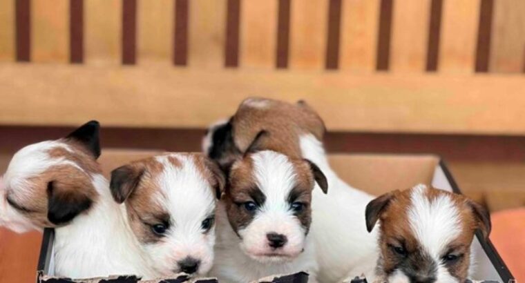 Oštrodlaki Džek Rasel terijer (Jack Russel...
