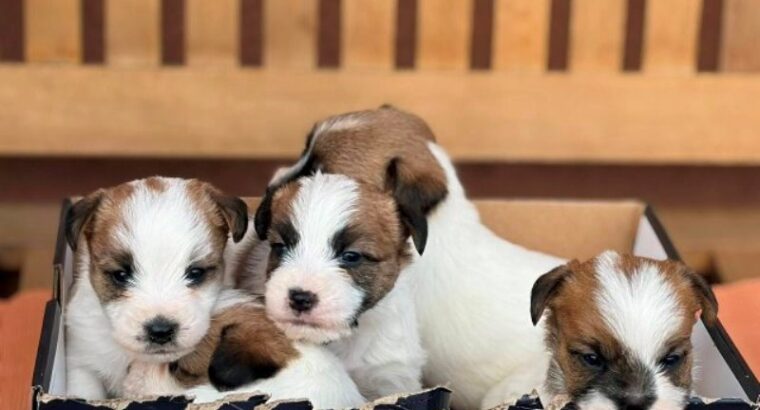 Oštrodlaki Džek Rasel terijer (Jack Russell Terrier) štenci
