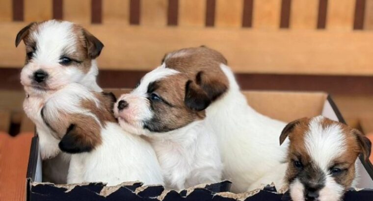 Oštrodlaki Džek Rasel terijer (Jack Russell Terrier) štenci