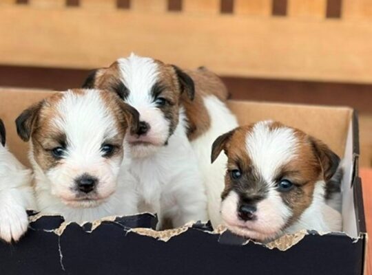Oštrodlaki Džek Rasel terijer (Jack Russell Terrier) štenci