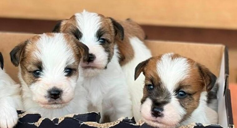 Oštrodlaki Džek Rasel terijer (Jack Russell Terrier) štenci