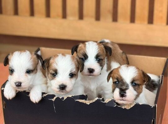 Oštrodlaki Džek Rasel terijer (Jack Russell Terrier) štenci